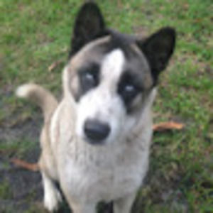 Meet your Posher, Aino